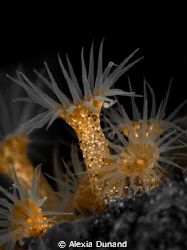 Underwater gold...Picture of anemones with tinting orange... by Alexia Dunand 